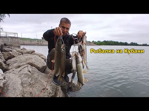 Видео: Ловлю хищника в Кубани. Проводки для Кубани. Попали на раздачу.