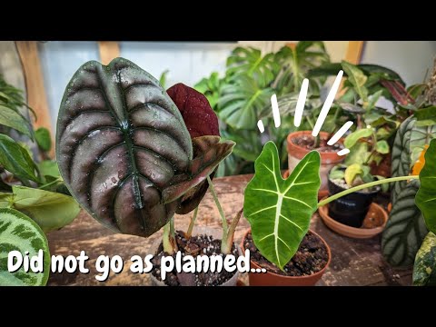 Видео: Размножение алоказии черенками | Что сработало, а что нет....Более 2 месяцев