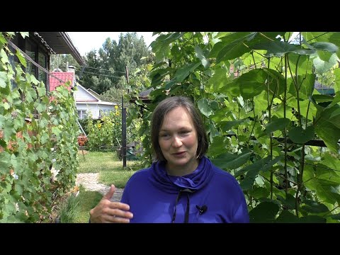 Видео: План работ на винограднике на август 2022