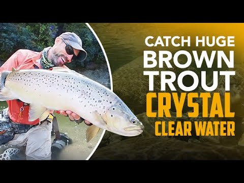 Видео: ОГРОМНАЯ форель попалась на крючок в чистой воде!
