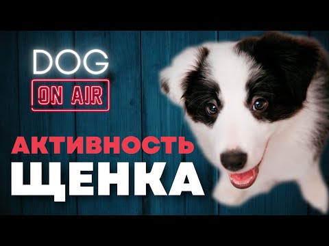 Видео: Разбираю активность щенка 🎙️ Покусы,  игра,  охота и многое другое! 🐕