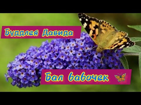 Видео: Буддлея Давида, зимнее размножение зелёными черенками.🌱🌱🌱#размножение#черенкование