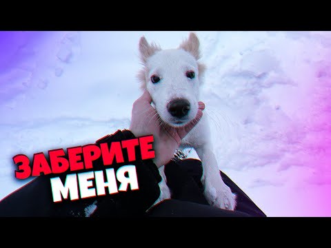 Видео: Щенка бросили в лифте после смерти хозяина. Линда ищет дом / SANI vlog