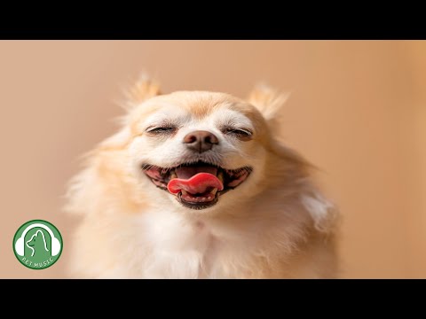Видео: 10 ЧАСОВ музыки для глубокого расслабления собак🐶Тревога разлуки и музыка для сна