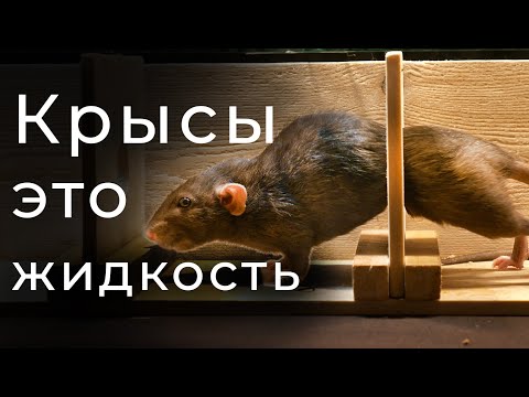 Видео: В НАСКОЛЬКО МАЛЕНЬКОЕ ОТВЕРСТИЕ СМОЖЕТ ПРОЛЕЗТЬ КРЫСА?