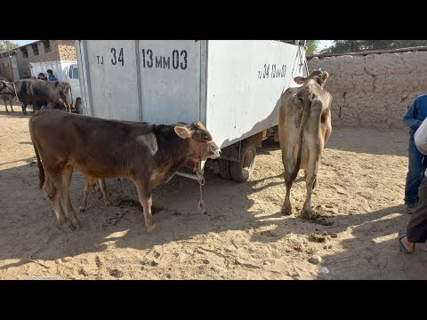 Видео: МОЛБОЗОРИ ШВЕДСАРИЯ 904580010. 12 октября 2025 г.