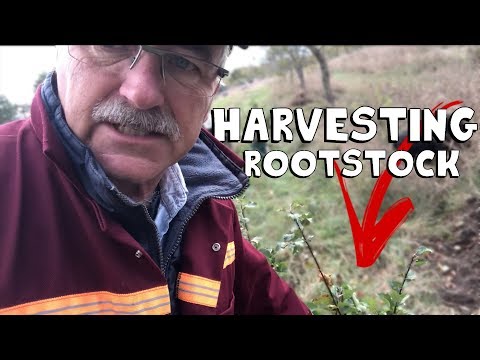 Видео: Как легко заготовить подвой для вашего сада