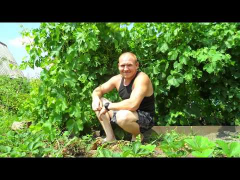Видео: виноград для винодельни пошли все сорта в рост  потапенко  амурский  памяти негруля  тимур  таежный