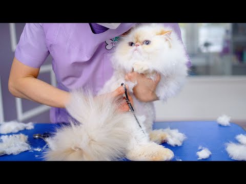 Видео: Это красивый котик, который дарит грумеру радость во время работы!!😻🛁✂️❤️