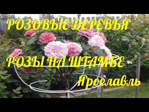 Видео: Розы на штамбе.Простота ухода.Летнее цветение.