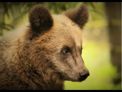Видео: ПОРА РАССТАВАНИЙ… ИЛИ КОГДА ДЕРЕВЬЯ БЫЛИ БОЛЬШИМИ…