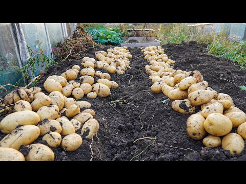 Видео: Выращивание Картофеля Из Семян До Урожая 2023 Года | Много Больших Клубней