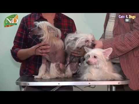 Видео: Cats&DogsTV - УДИВИТЕЛЬНЫЙ МИР СОБАК - КИТАЙСКАЯ ХОХЛАТАЯ СОБАКА / CHINESE CRESTED DOGS