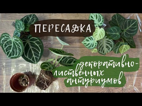 Видео: Декоративно-лиственные антуриумы | Пересадка, деление куста
