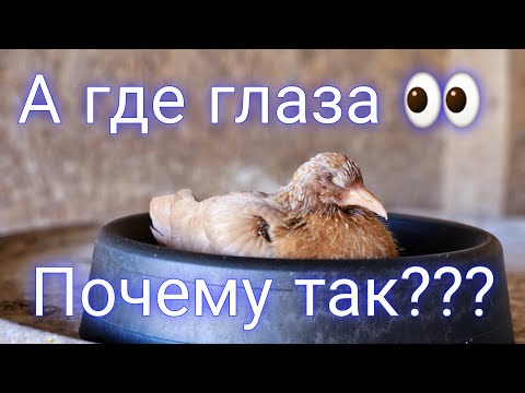 Видео: Нет глаз у голубя почему???