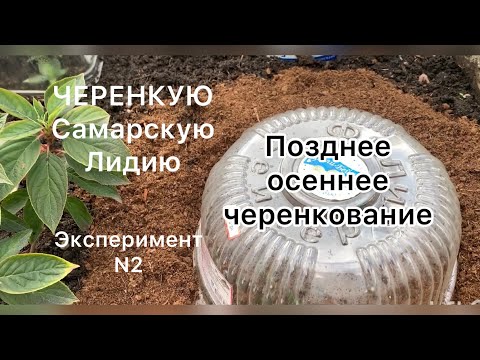 Видео: ЧЕРЕНКУЮ САМАРСКУЮ ЛИДИЮ. ПОЗДНЕЕ ОСЕННЕЕ ЧЕРЕНКОВАНИЕ ГОРТЕНЗИЙ. Эксперимент ( попытка N 2)