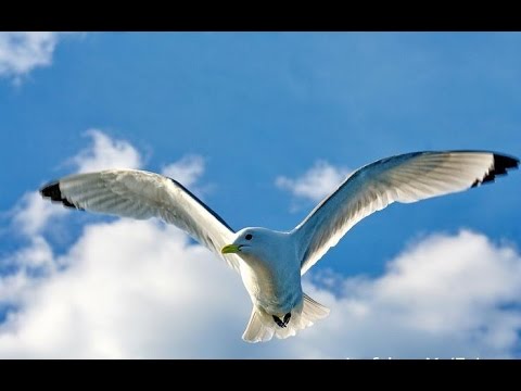 Видео: Я МОРСКАЯ ДУША ❤ Я ЛЮБЛЮ ТЕБЯ, МОРЕ