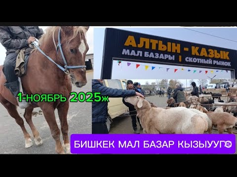 Видео: МАЛ БАЗАР БИШКЕК АЛТЫН КАЗЫК ПРИГОРОДНЫЙ МАЛ БАЗАР КОЙ / СЕМИЗ ЖЫЛКЫЛАР/КОЙЛОР 1-НОЯБРЬ 2025