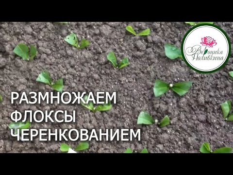 Видео: ЧЕРЕНКОВАНИЕ ФЛОКСОВ В КОНЦЕ АВГУСТА