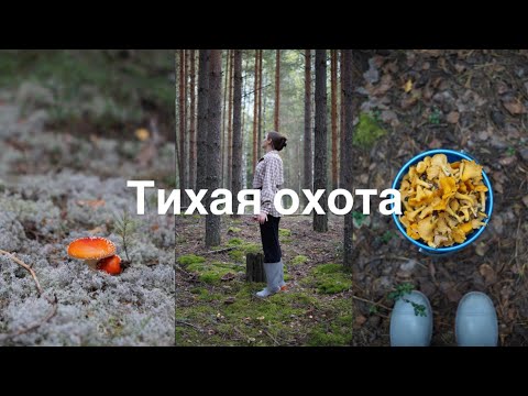 Видео: МОЙ ПЕРВЫЙ ВЛОГ. Поход за грибами 2025 🍄 ЛИСИЧКИ, ЛЕС И ТИХАЯ ОХОТА