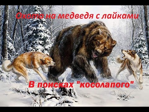 Видео: Охота на медведя с лайками весной. В поисках медведя!!!