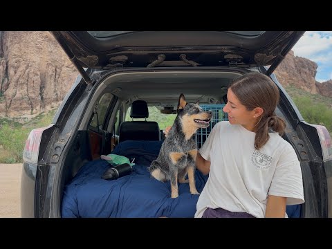 Видео: Как выжить в машине с собакой