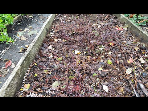 Видео: Журавлина сорту Пілігрим: збір урожаю,посадка на нову грядку