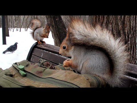 Видео: Прибежали белочки / Squirrels came running