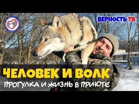 Видео: Человек и волк: "Наши волки в лес не смотрят"Помощь Животным