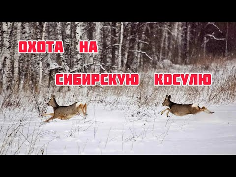 Видео: Охота на Косулю