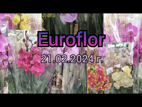 Видео: Потрясающий завоз орхидей в Euroflor#обзор#орхидеи#цветы#красота#цветоводство