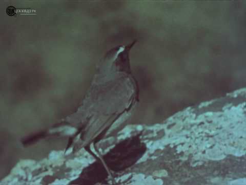 Видео: Аксу-Джабаглинский заповедник (Ақсу-Жабағылы), 1976 год