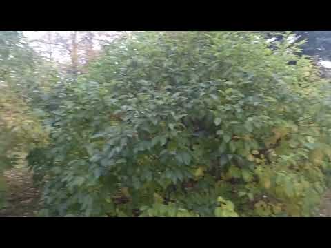 Видео: 6 октября 2025 г.