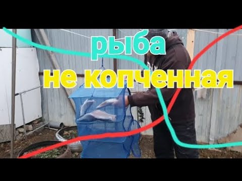 Видео: рыба горячего копчения|мой первый опыт