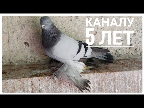 Видео: Бойние голуби. Сизые. Каналу 5 лет. 03.10.24 Грузия. Тбилиси