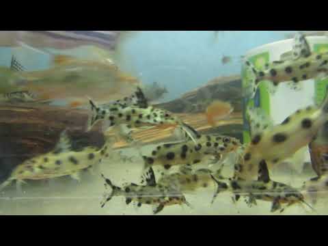 Видео: Аквариумные рыбки, Замороженные корма,....К "Нептуну"!!!