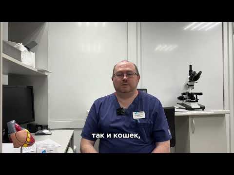 Видео: 🐾 Разоблачаем мифы о ветеринарии вместе с Шиняевым Романом Вячеславовичем! 🩺