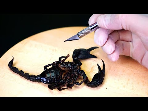 Видео: ЧТО ВНУТРИ СКОРПИОНА? ВСКРЫВАЕМ УМЕРШЕГО СКОРПИОНА. СМОТРИМ ПОД МИКРОСКОПОМ