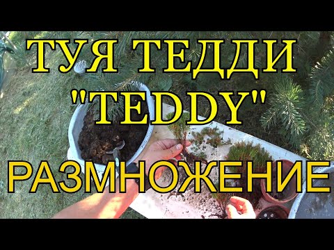 Видео: ТУЯ ТЕДДИ (TEDDY) - РАЗМНОЖЕНИЕ.