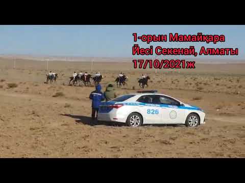 Видео: 17/10/2021ж Бекет ата Аламан бәйге 1-орын Секенай, Алматы 2-Қоблан, Бейнеу
