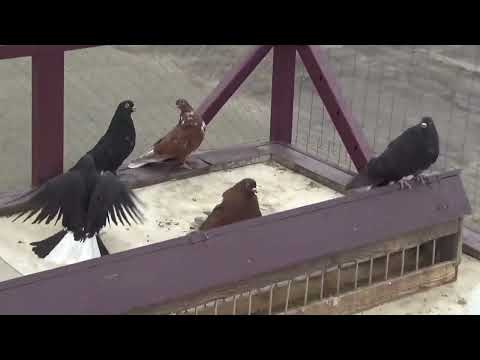 Видео: Николаевские голуби (Саратов) ф.57.  "Полигон"