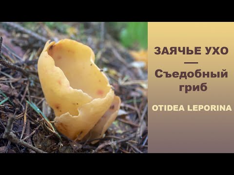 Видео: ЗАЯЧЬЕ УХО -  Otidea leporina.  Съедобный гриб!