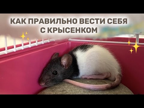 Видео: КАК НЕ НАДЕЛАТЬ ОШИБОК В ОБЩЕНИИ С КРЫСОЙ В ПЕРВЫЕ ДНИ