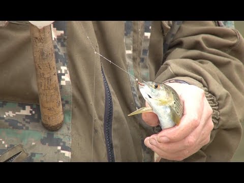 Видео: Хариус в октябре. Часть 2