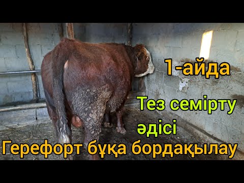 Видео: ЕҢ ПАЙДАЛЫ КӘСІП.БҰҚА БОРДАҚЫЛАУ НӘТИЖЕСІ.ТЕЗ СЕМІРТУ ӘДІСІ.ҚАНДАЙ БҰҚА БОРДАҚЫЛАУ ТИІМДІ