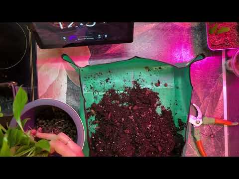 Видео: Пересадка спатифилума женское счастье. Какой нужен уход? Как правильно удобрять ? Как сберечь цветы?