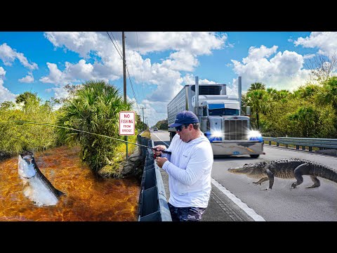 Видео: САМОЕ ОПАСНОЕ место для рыбалки во Флориде!!! Ловля окуня, щуки и тарпона на тропе Тамайами