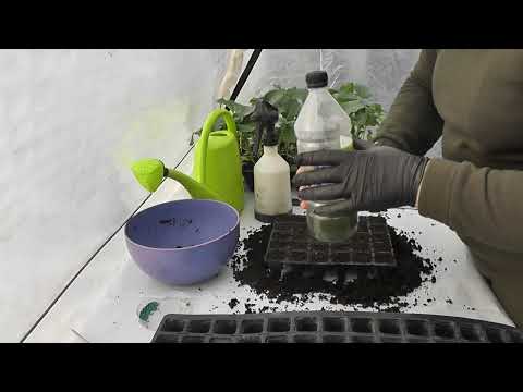 Видео: Посев капусты на рассаду, лучший способ! Так сеют профессионалы!