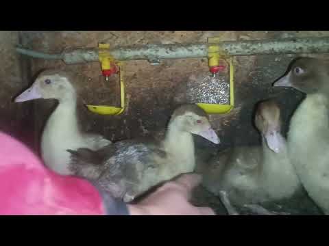 Видео: Переселив товстодупиків🫣 Найкращий вольєр для утримання каченят осінню ‼️