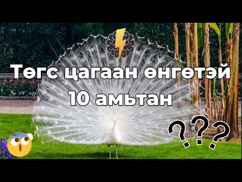 Видео: Төгс цагаан өнгөтэй 10 амьтан